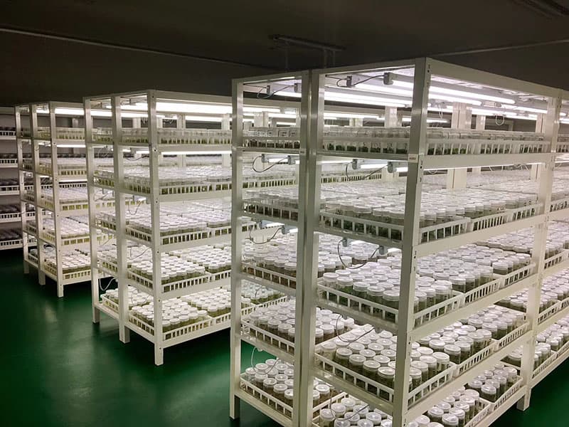 带组培筐培养架