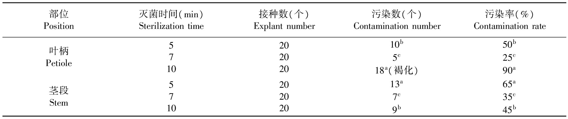 金钻蔓绿绒的组培苗繁殖生产技术研究