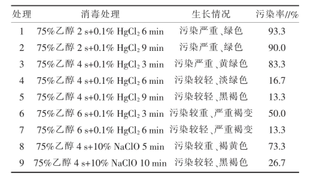 空气凤梨组培快繁技术优化