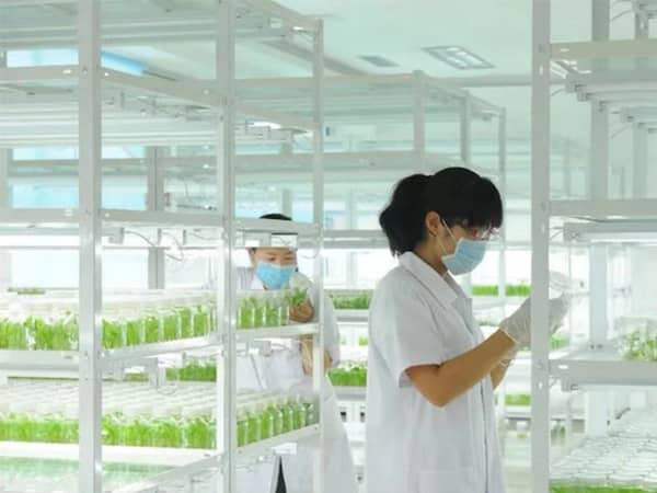 新昌白芨组培苗培育及大田栽培技术
