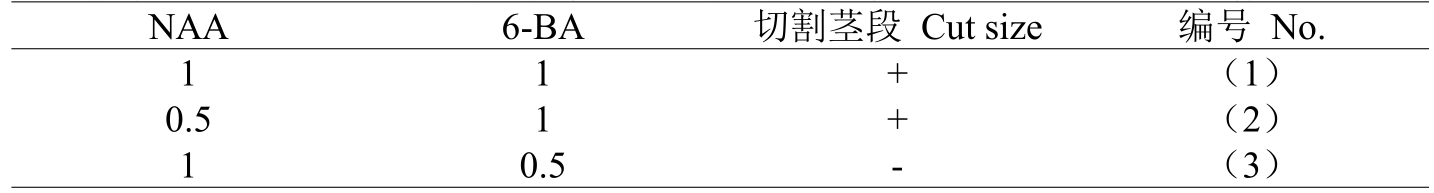 铁皮石斛组培体系的建立