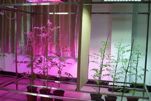 现代植物工厂用LED代替荧光灯种植生菜