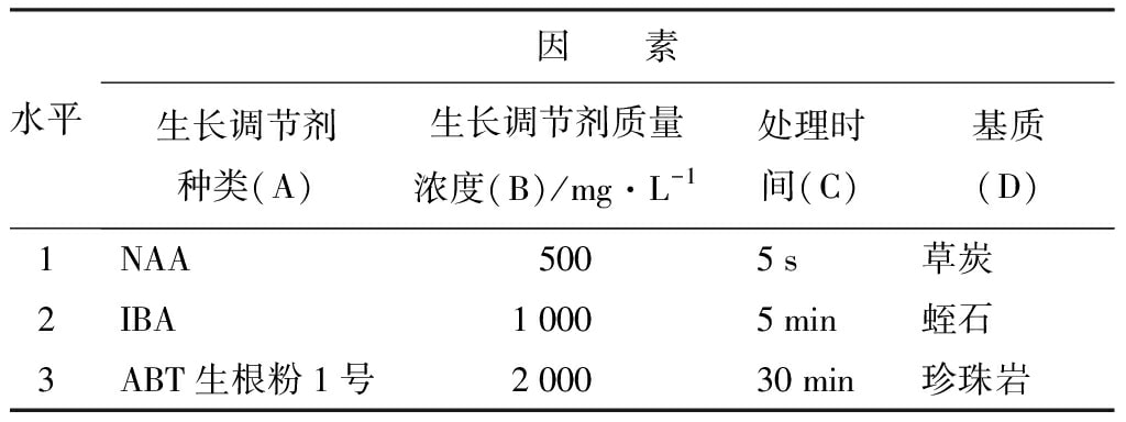 轮生冬青组培苗微枝试管外生根技术