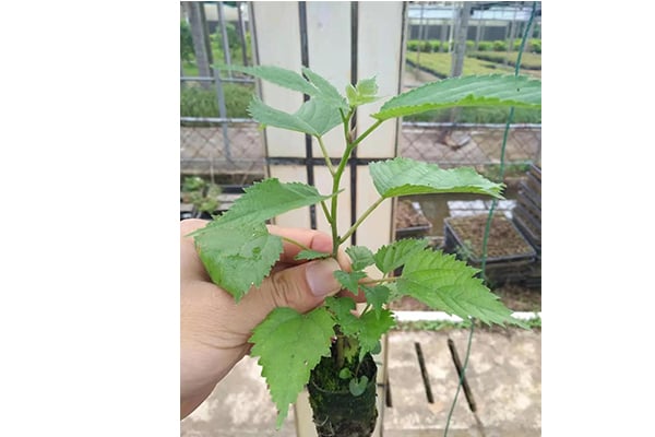 构树的价值及其组培方法