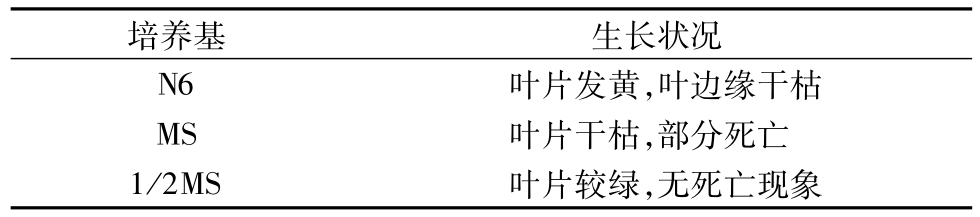 芦苇组培快繁技术的研究