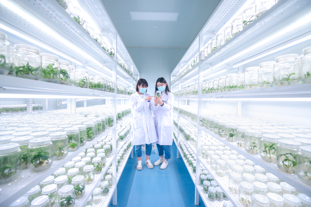 常用组培架参数