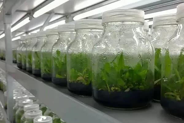 组培设备根据不同植物添加不同元素