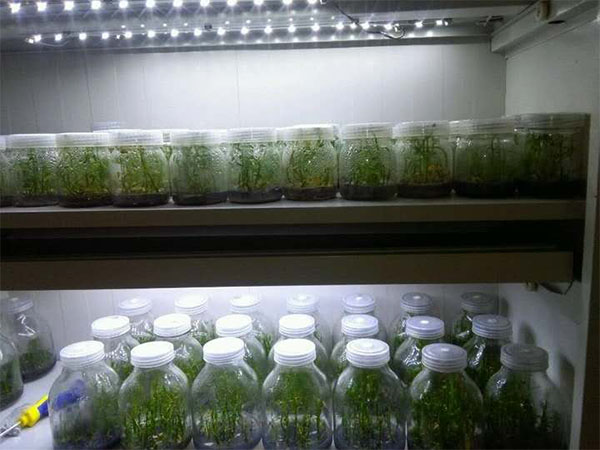 兰花组培技术研究